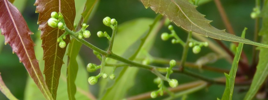 Neem-Kategorie-pixabay